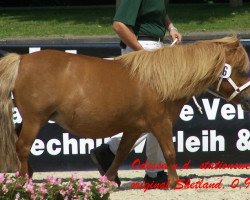 Zuchtstute Odessa v.d. stationsweg (Shetland Pony, 1999, von Atleet van de Zandkamp)