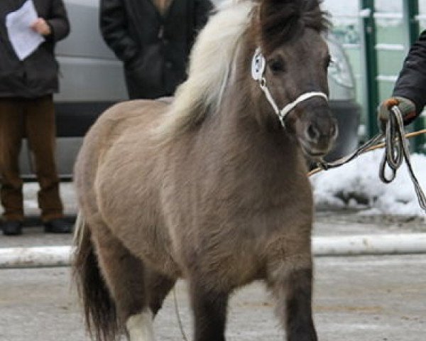 stallion Silbersees Ludger (Shetland Pony, 2007, from Luxus)
