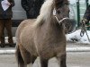 stallion Silbersees Ludger (Shetland Pony, 2007, from Luxus)