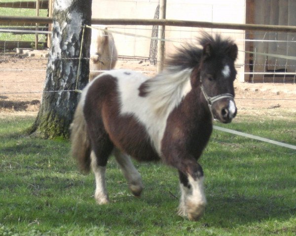 Pferd Legolas vom Rindergraben (Shetland Pony, 2011, von Silbersees Ludger)