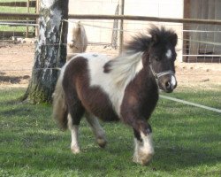 horse Legolas vom Rindergraben (Shetland Pony, 2011, from Silbersees Ludger)