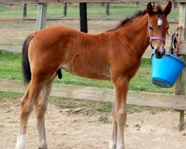 horse CF Royal Grand (Oldenburg, 2012, from Ruben O)