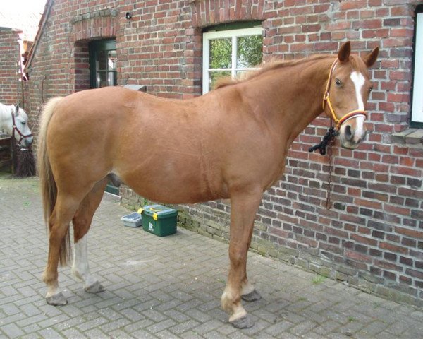 horse Ramos (German Riding Pony, 1995, from Santo)