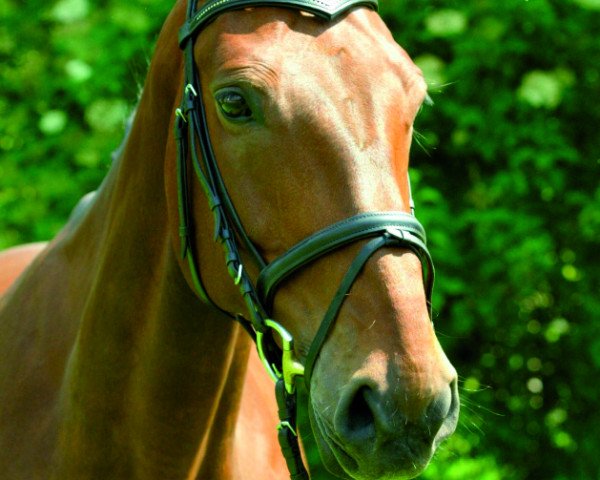 horse Camillo's Lugana (German Warmblood, 1998, from Camillo)