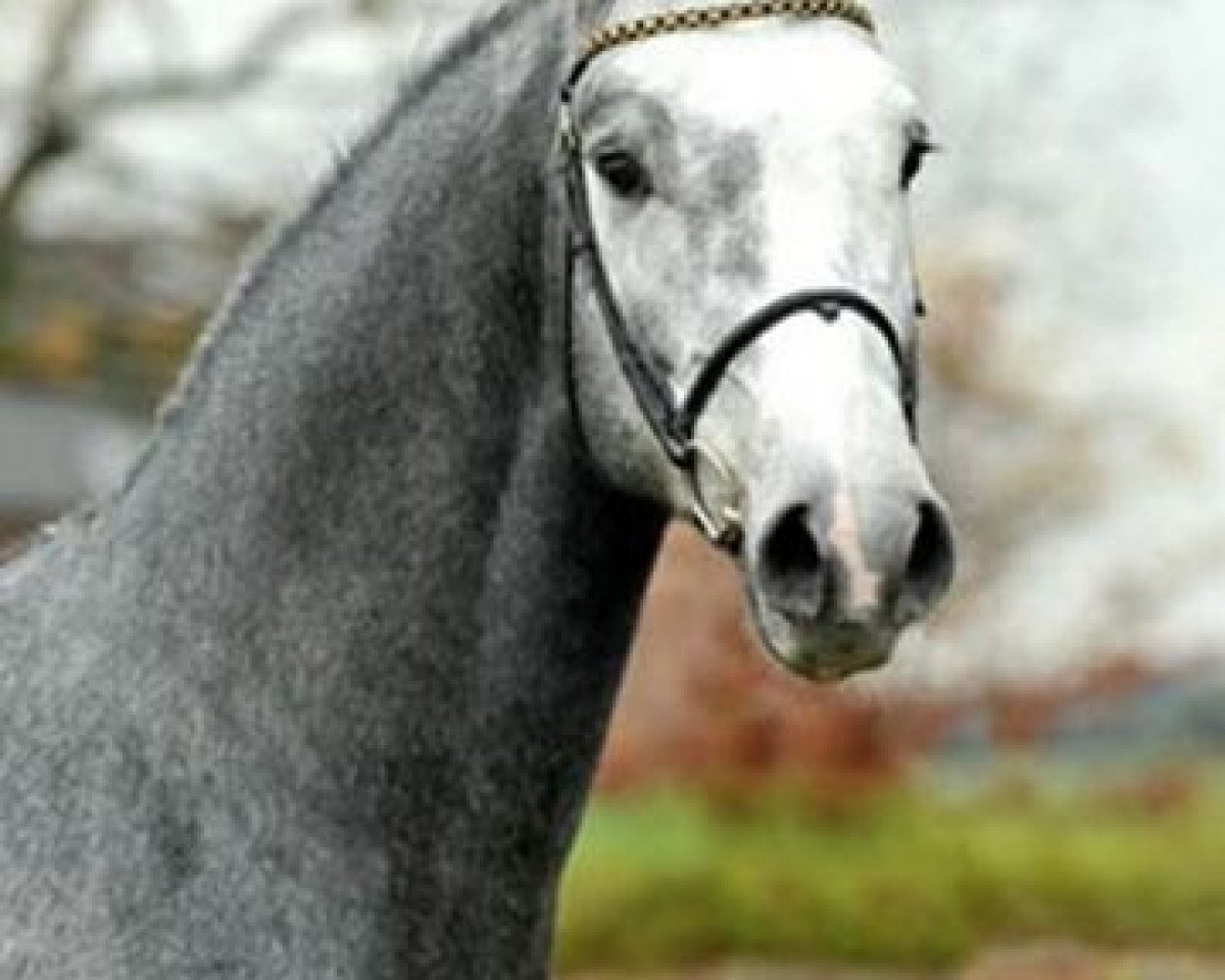 stallion Chirivell (Rhinelander, 2005, from Calato)