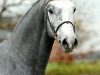 stallion Chirivell (Rhinelander, 2005, from Calato)
