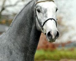 stallion Chirivell (Rhinelander, 2005, from Calato)