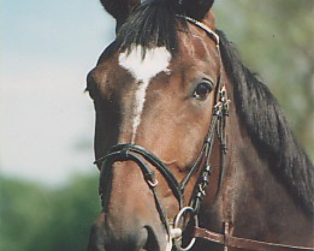 Zuchtstute Datina (Bayer, 1990, von Dumas)