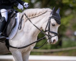 Zuchtstute Ankie 2 (Welsh Mountain Pony (Sek.A), 1999, von Serock Crusader)