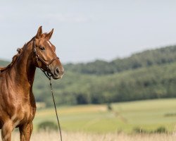 Springpferd Espri‘s Phönix aus Asche (Westfale, 2016, von Entertainment)