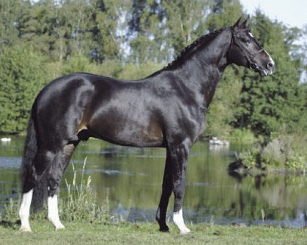 stallion Akribori (Holsteiner, 1996, from Acord II)