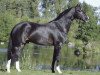 stallion Akribori (Holsteiner, 1996, from Acord II)