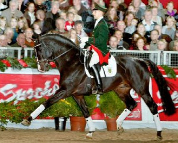 stallion Simonetti (Oldenburg, 2004, from Stedinger)