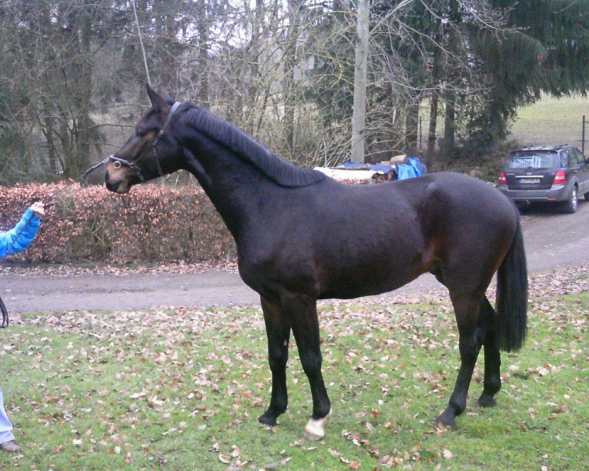 dressage horse Wallach von Swarovski (Oldenburg, 2009, from Swarovski)
