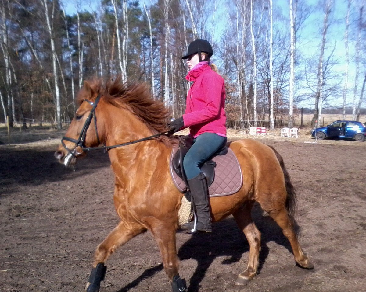 horse Niklas (German Riding Pony, 1998)