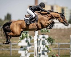 jumper Crossover 4 (Hanoverian, 2013, from Cascadello)