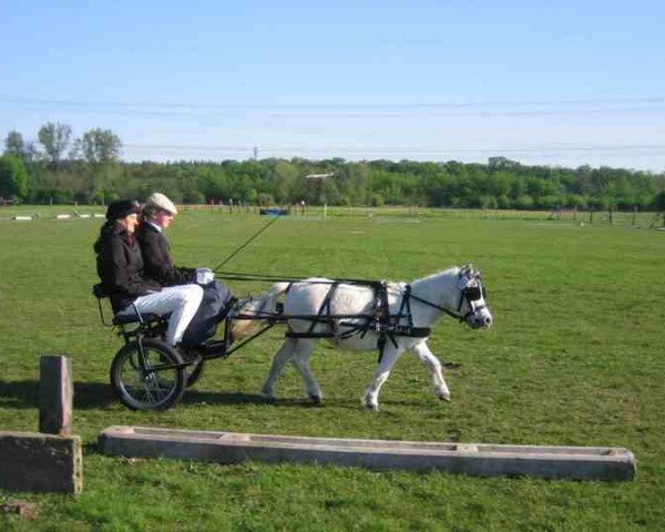 Dressurpferd Lady (Shetland Pony, 1998)