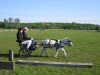 Dressurpferd Lady (Shetland Pony, 1998)