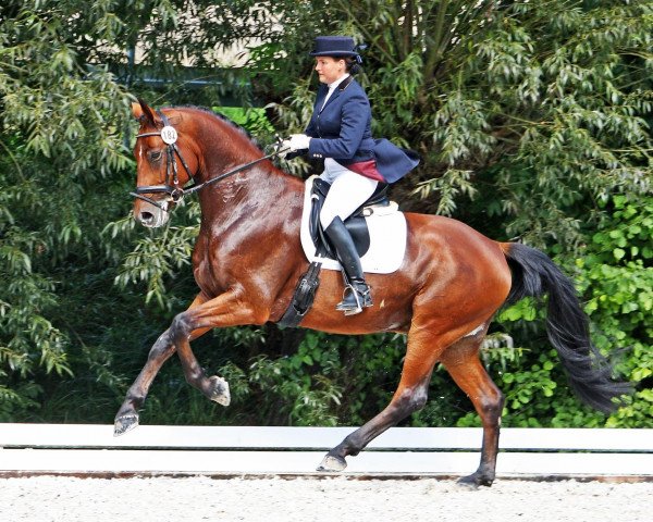 dressage horse Seabiscuit 5 (Mecklenburg, 2004, from Sandro Prinz)
