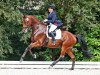 dressage horse Seabiscuit 5 (Mecklenburg, 2004, from Sandro Prinz)