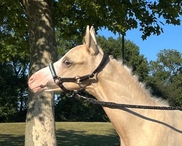 Dressurpferd Golden Diamond S (Deutsches Reitpony, 2022, von Genesis BL)