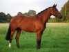 broodmare Balou's Blitz (Westphalian, 2005, from Balou du Rouet)