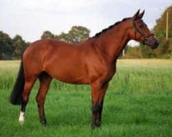 broodmare Balou's Blitz (Westphalian, 2005, from Balou du Rouet)