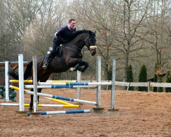 Springpferd Nougat (KWPN (Niederländisches Warmblut),  , von Numero Uno)