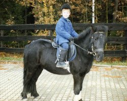 horse Mini-Joker (German Riding Pony,  )