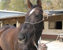 Springpferd Baloubelle (Rheinländer, 2002, von Baloubet du Rouet)