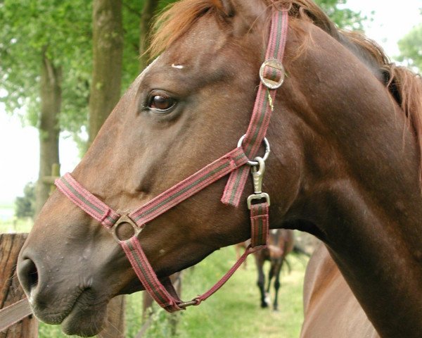 broodmare Kassandra (Trakehner, 1995, from Almox Prints J)