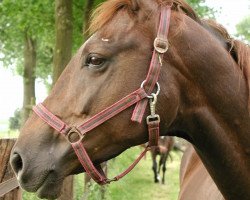 Zuchtstute Kassandra (Trakehner, 1995, von Almox Prints J)