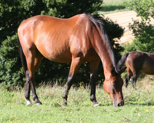 horse Herr Wichtig (Trakehner, 1995, from Intervall xx)