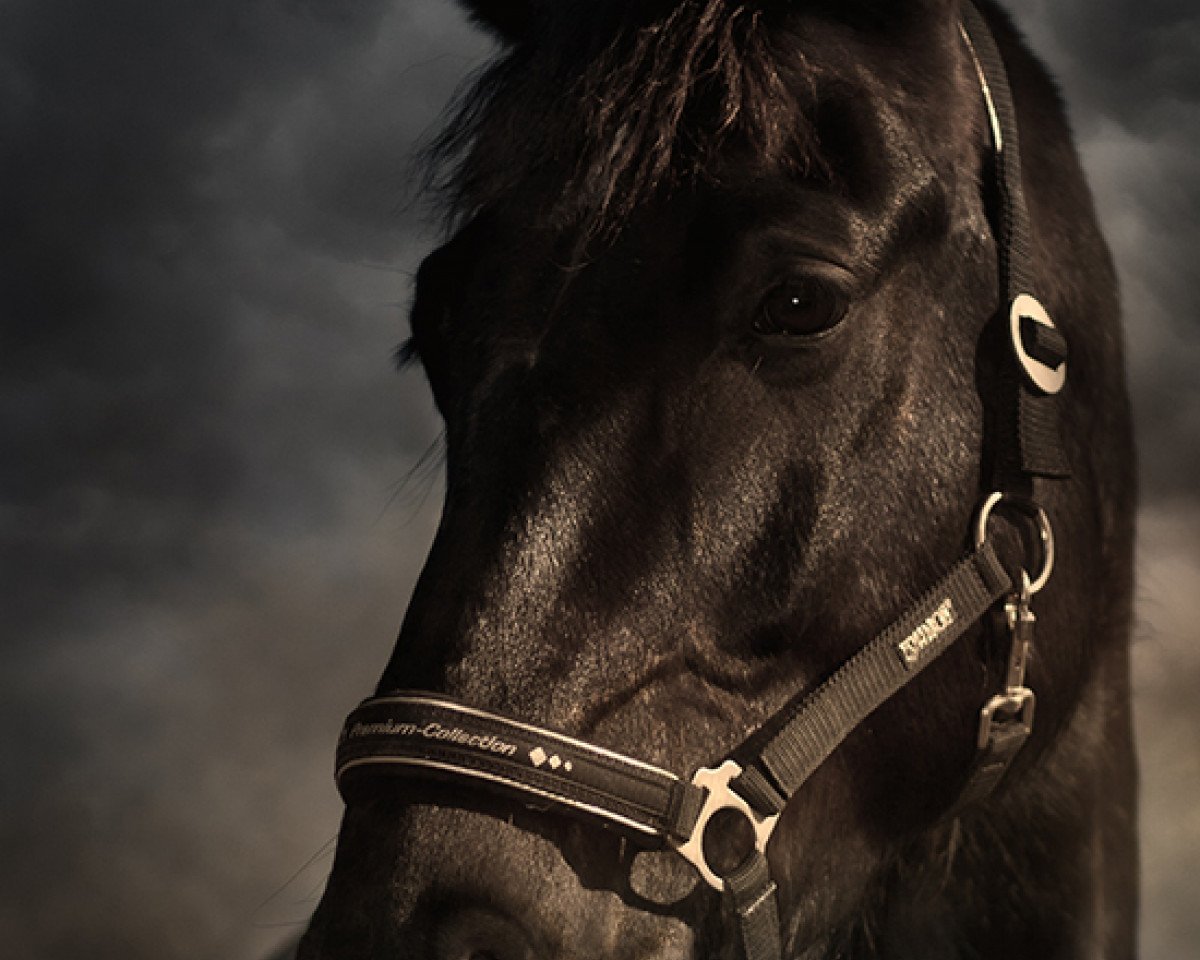 Dressurpferd Elfenkönig (Sächs.-Thür. Schweres Warmbl., 2005, von Erlwein)
