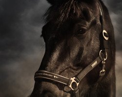 Dressurpferd Elfenkönig (Sächs.-Thür. Schweres Warmbl., 2005, von Erlwein)