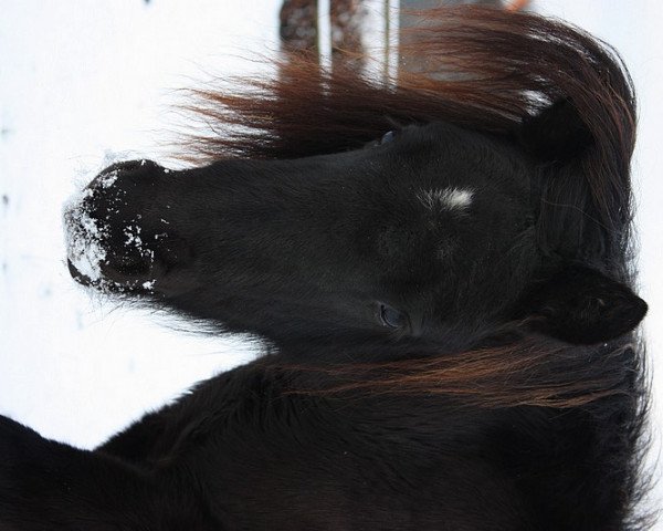 Pferd Tinkerbell (Shetland Pony, 2009)