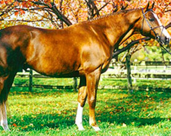 stallion Grande Saber (Westphalian, 1989, from Grundstein I)