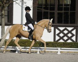 Zuchtstute Brantops Golden Candy (Deutsches Reitpony, 2001, von FS Golden Highlight)