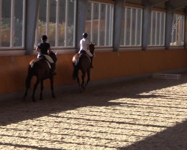Reitturnier Münster-Amelsbüren 2022