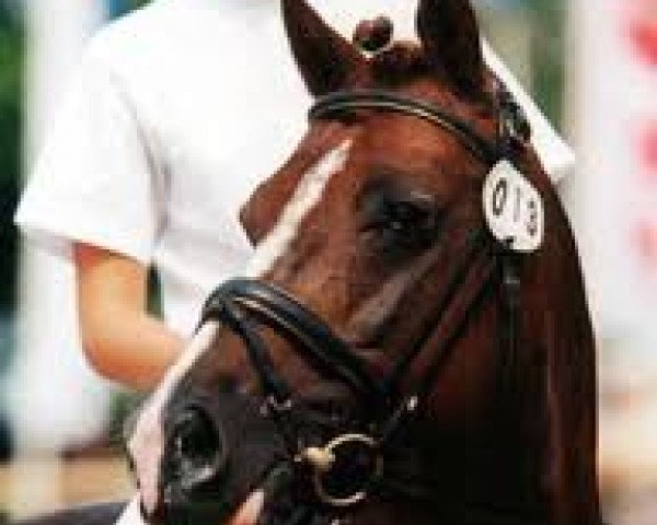 horse Brantops Capri Sun (German Riding Pony, 1994, from Capri Moon)