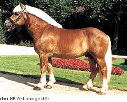 stallion Hoppeditz (Rhenish-German Cold-Blood, 1993, from Hubertus)