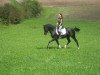 dressage horse Dylando (German Riding Pony, 2003, from Dornik B)