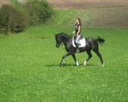 dressage horse Dylando (German Riding Pony, 2003, from Dornik B)