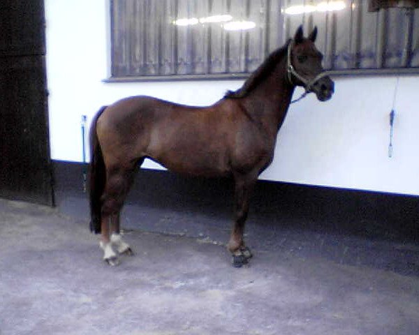 Zuchtstute Calletta (Deutsches Reitpony, 1992, von Capri Moon)