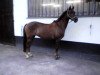 broodmare Calletta (German Riding Pony, 1992, from Capri Moon)