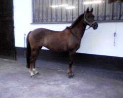 broodmare Calletta (German Riding Pony, 1992, from Capri Moon)