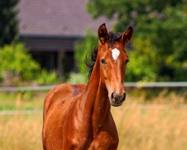 Zuchtstute Speechless (Deutsches Reitpferd,  , von Sir Escolar)