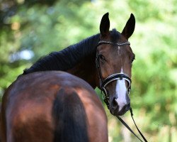 dressage horse De Laurin T (Oldenburg, 2018, from DeLorean)