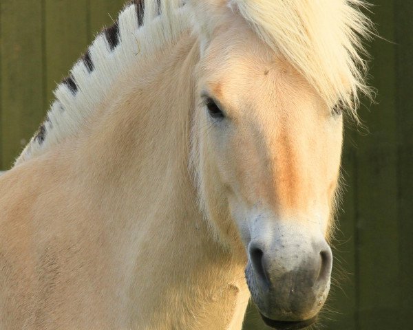 Pferd Østermark Breezer (Fjordpferd, 2007, von Højgaards Bacardi)