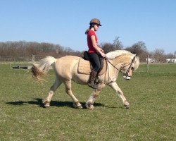 broodmare Husets Mell (Fjord Horse, 2001, from Pelle Halsnæs)